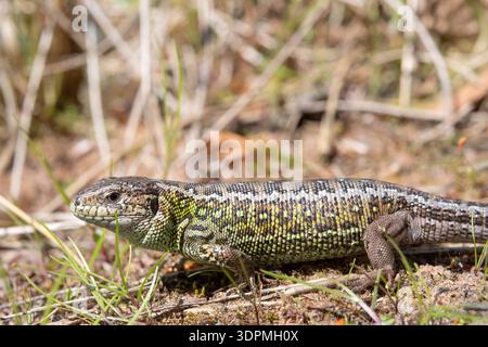 Sand lizard Lacerta agilis, adult male basking on dune patch, captive, Staffordshire, June Stock Photo