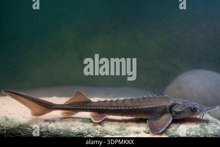 Siberian sturgeon Acipenser baerii, juvenile resting on freshwater bed, Nottinghamshire, England, UK, February Stock Photo