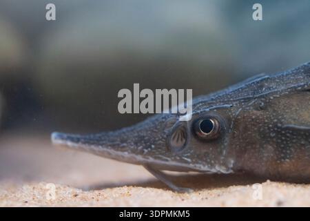 Siberian sturgeon Acipenser baerii, head of juvenile resting on freshwater bed, Nottinghamshire, England, UK, February Stock Photo