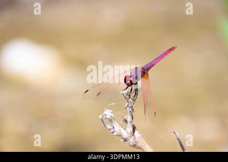Violet dropwing Trithemis annulata, male perched on twig, Rhodes, Greece, May Stock Photo