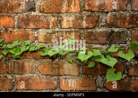 Green vine growing on an old brick wall, worn bricks Stock Photo