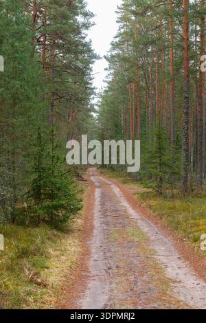Straight dirt road leading through dense pine forest landscape. Stock Photo