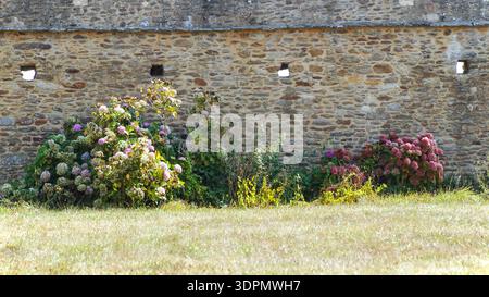 An old stone wall with vibrant blooming hydrangeas in shades of blue and pink, creating a charming rustic garden scene. Stock Photo
