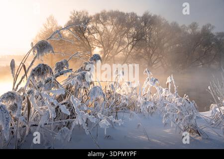 Stunning winter scene featuring tall golden-yellow grass along a riverside, brilliantly shining in warm sunlight. Snowy white shore contrasts with vib Stock Photo