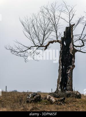 Lightning struck the tree. Weathered beech tree hit by lightning in Kalonda Peak, Harghita County, Romania. Stock Photo