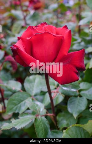 Rosa My Valentine, Rosa Mormyval, Miniature rose bearing clusters of dark red, many petalled flowers Stock Photo