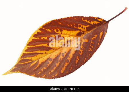 Autumn leaf isolated on white background Stock Photo
