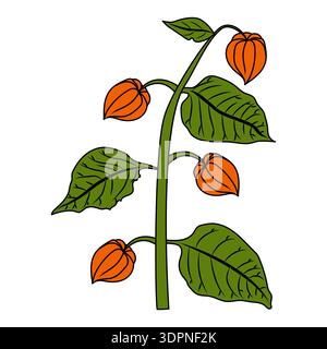 A physalis branch with four flowers and leaves in cartoon style. Vector illustration isolated on a white background. Stock Vector