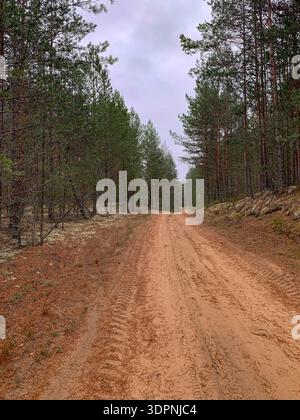 A sandy road with fresh tire tracks runs through pine trees in Belarus, with fallen needles, pale lichen, and rocky rises under an overcast sky, sugge Stock Photo