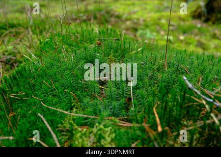 Dense upright green shoots with pine needles and twigs on the forest floor in Belavezhskaya Pushcha National Park, Belarus, in soft light with shallow Stock Photo