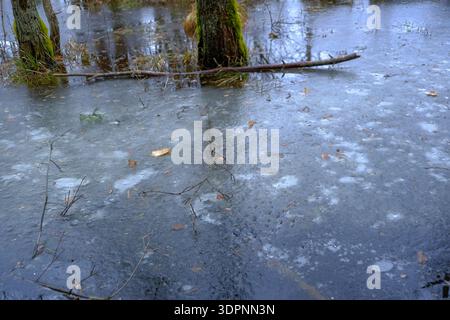 Thin mottled ice with air bubbles, trapped leaves, and mossy trunks in Belarus. Twigs and a fallen branch rest on the surface under cool overcast ligh Stock Photo
