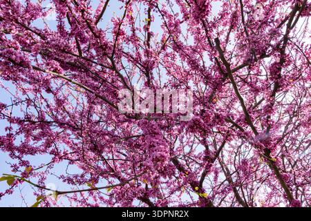 Vibrant pink spring blossoms covering tree branches against a clear blue sky. Seasonal floral background symbolizing renewal, nature, growth and fresh Stock Photo