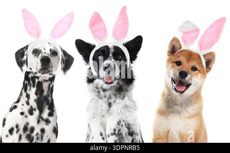Cute Easter bunny. Dogs with rabbit ears headbands on white background, collage Stock Photo
