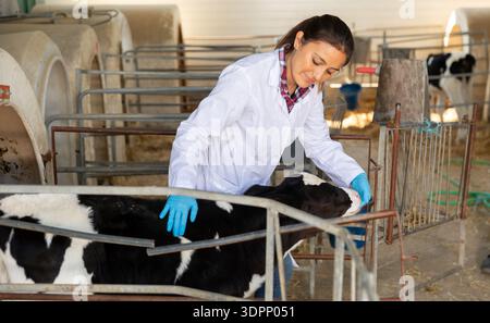 Smiling woman veterinarian taking care of calves in cowshed Stock Photo