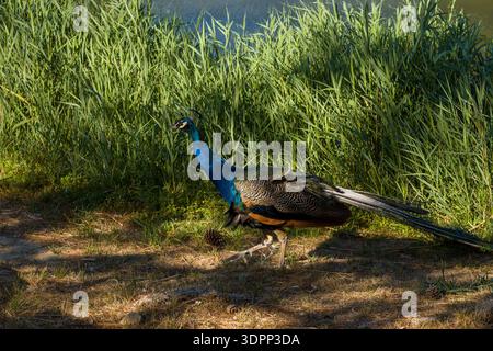 Parc de Sigean, France - August 27, 2021: A peacock is seen walking on the ground in partial shade near tall green grass by a body of water. Stock Photo