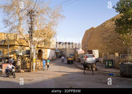 Jaisalmer, India - March 27, 2022: A street scene shows cows standing and walking on a road lined with yellow sandstone buildings, parked vehicles, motorcycles, pedestrians, a large tree, and the outer wall of Jaisalmer Fort in daylight. Stock Photo
