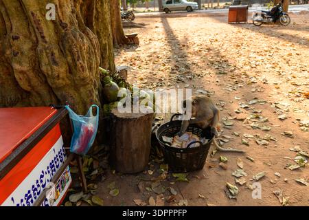 Bayon, Cambodia - February 14, 2020: A monkey is seen searching through a black basket on the ground near a large tree with coconuts and a red food cart, with scattered leaves and vehicles in the background. Stock Photo