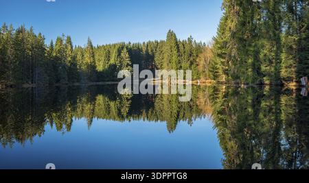 Small lake in the Thuringian Forest under blue sky, spruce forest reflected, Ochsenbacher Teich, Thuringia, Germany Stock Photo