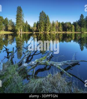 Small lake in the Thuringian Forest under blue sky, tree felled by beaver lying in water, spruce forest reflecting, Ochsenbacher Teich, Thuringia, Ger Stock Photo