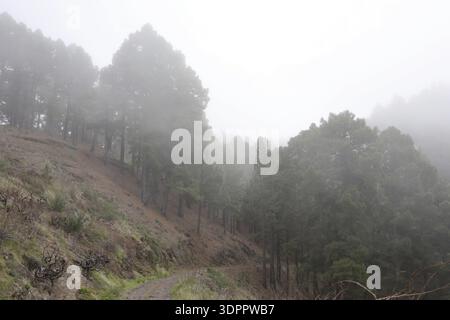 Atmospheric pine forest road in fog, it snakes through the pine forests of the Canary Islands in foggy weather, past volcanic mountain slopes, atmosph Stock Photo