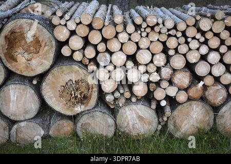 Holzstoss Stock Photo