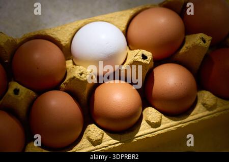 Close up of one white egg among brown chicken eggs in a recycled cardboard carton Stock Photo