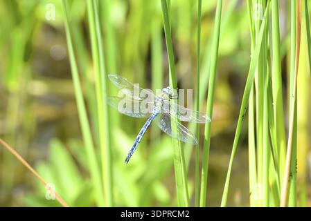 Great royal libelle Stock Photo