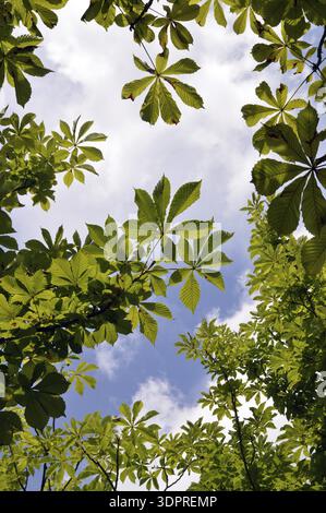 Branches and leaves of horse chestnut in spring Stock Photo
