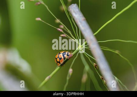 Ladybug on a blade of grass, Addo Elephant National Park, South Africa Stock Photo