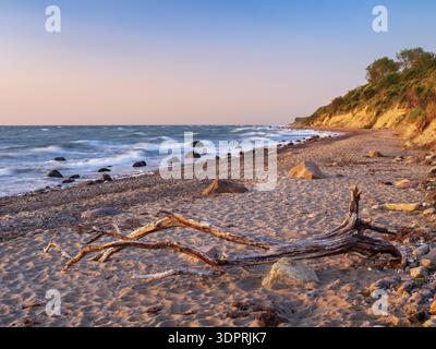 Natural secluded stretch of coast with cliffs and driftwood on the beach in the evening light, boulders in the surf of the stormy Baltic Sea, crowns o Stock Photo