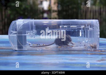 Mouse in a mousetrap Stock Photo