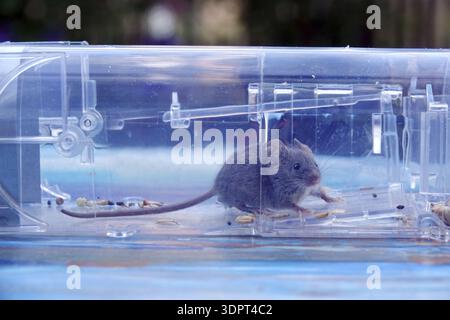 Mouse in a mousetrap Stock Photo