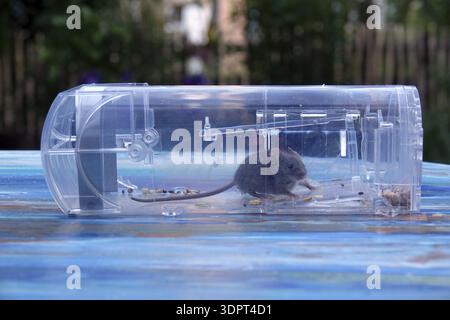 Mouse in a mousetrap Stock Photo