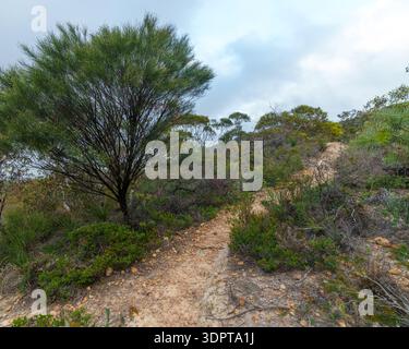 A narrow dirt walking trail winds uphill through native bushland with dense shrubs and small trees. Stock Photo