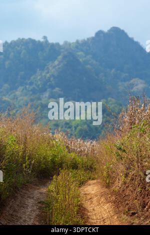 A narrow dirt path winds through dry vegetation toward forested hills in the distance. Stock Photo