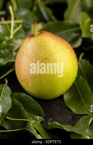 a ripe juicy wet pear lies on the table with the green foliage of the pear, a large number of green leaves of the pear tree and a ripe pear covered wi Stock Photo