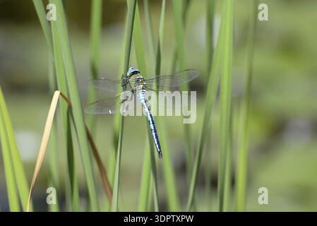 Great royal libelle Stock Photo