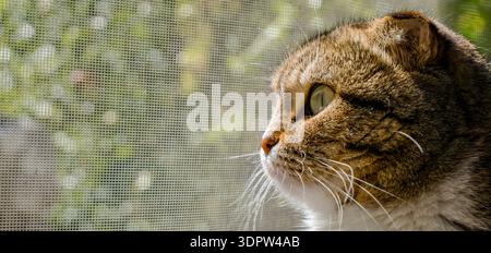 A close-up of a brown tabby cat looking out a window. The cat has distinct stripes and bright green eyes. Soft sunlight filters through the window. Stock Photo
