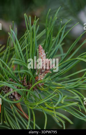 Pine cone on a Christmas tree close-up isolated Stock Photo