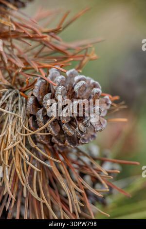 Pine cone on a Christmas tree close-up isolated Stock Photo