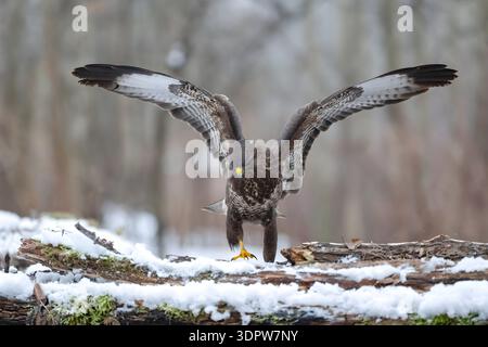 Majestic brown eagle landing on snowy log in forest Stock Photo