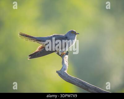 Gray bird perched on branch with green blurred background Stock Photo
