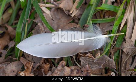 Freshly fallen off Duck Feather with great Details Stock Photo