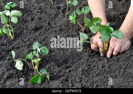 farmer planting a strawberry seedling in the garden Stock Photo