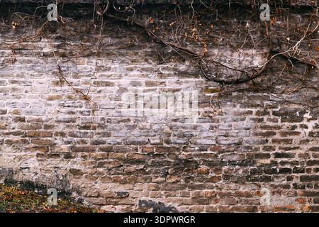 Old brick wall overgrown with dry ivy vines, autumn decay texture Stock Photo
