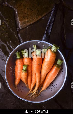 Freshly washed carrots with greens in metal colander on dark background. Organic vegetables preparation top view Stock Photo