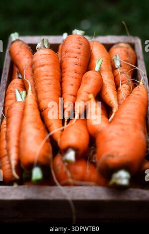 Freshly harvested carrots filling wooden crate viewed from above. Natural farming produce with vibrant orange color and rough texture Stock Photo