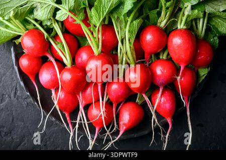 Fresh radishes on black plate on dark surface. Minimal food composition for organic lifestyle and healthy eating theme Stock Photo