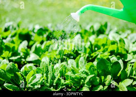 Bright green spinach foliage being watered in home garden under natural sunlight. Plant irrigation, sustainable gardening and fresh harvest concept Stock Photo