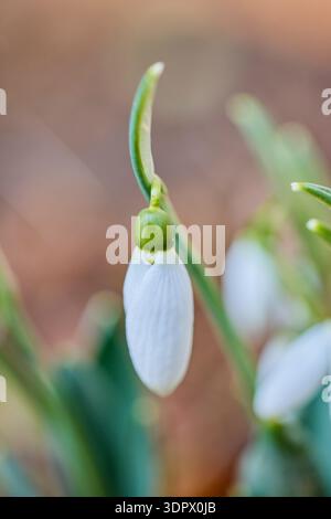 Snowdrops blooming in a garden on a February day Stock Photo